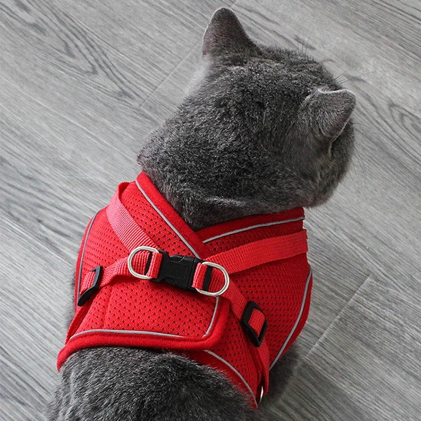 Chest Collar for Cat