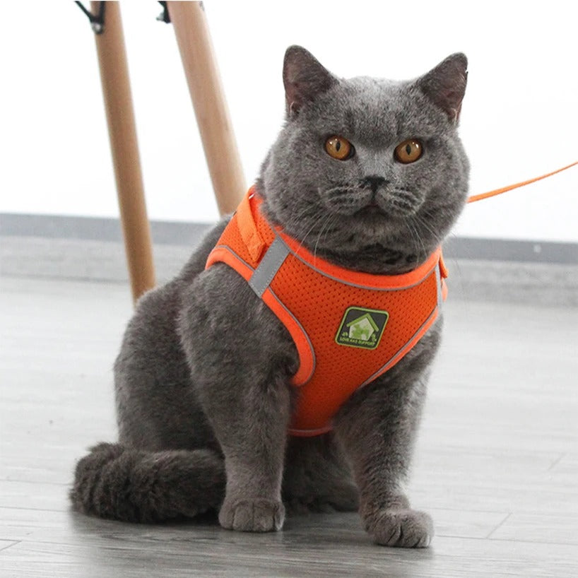 Chest Collar for Cat