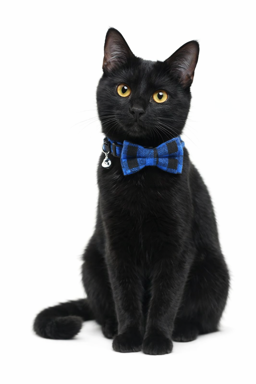 Collar de seguridad para gatos con lazo y cascabel